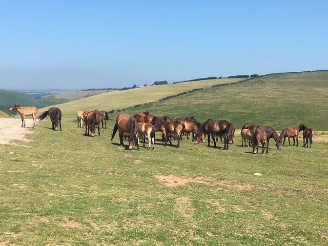 Exmoor ponies with panoramic views